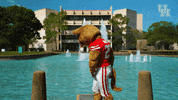 houstoncougars houston sasha gocoogs shasta GIF