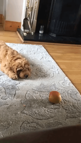 Cute Cockapoo Confused by Apple
