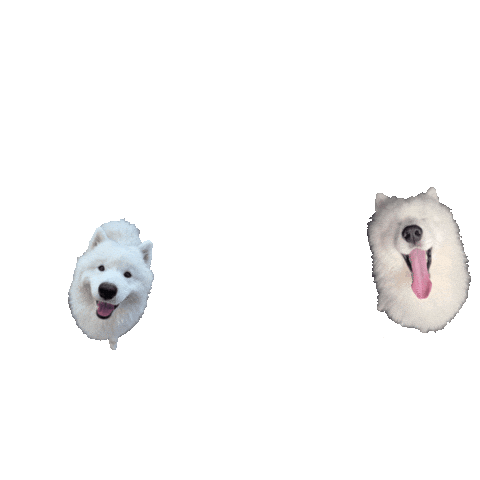 Logo Benji Sticker