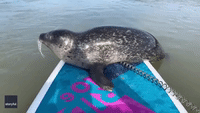 'Gavin the Seal' Hitches Ride With Paddleboarder