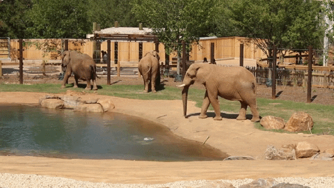 Atlanta Elephant GIF by ZooATL