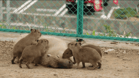 Dancing Capybara