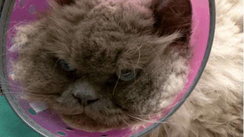 Grumpy Cat GIF by Nat Geo Wild