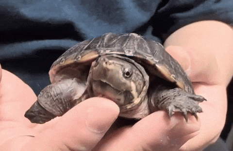 cuteanimalland giphyupload GIF