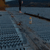britishswimming swimming scotland loch open water GIF