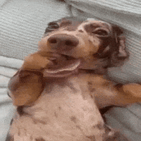 Dog Flirting GIF by Respective
