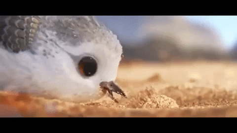 sweety #bird #crab #sea #fun #summer GIF