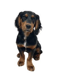 peakydigitalagency dog cutedog cockerspaniel diggory Sticker