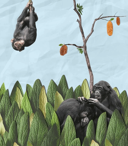 monkey GIF