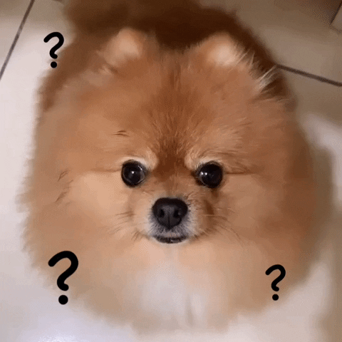 giphy