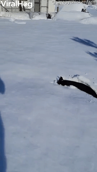 Small Dog Bounces Through Snow