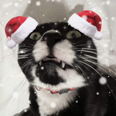Merry Christmas Cat GIF