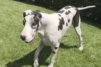 dane GIF