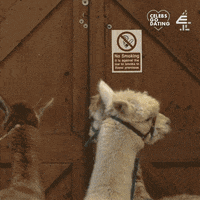 E4 Cgd GIF by Celebs Go Dating