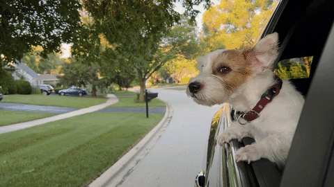 tonybabarino giphyupload dog goodbye moving out GIF