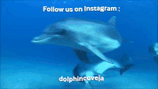 GIF by Dolphin Discovery