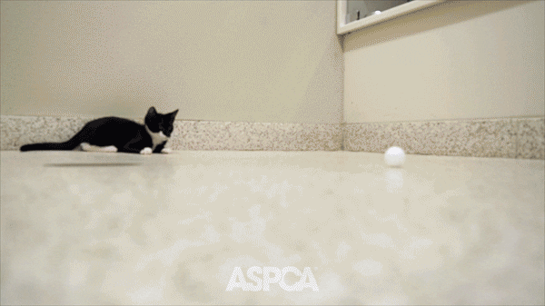 Play Running GIF by ASPCA