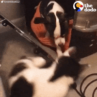 cat dog GIF by The Dodo