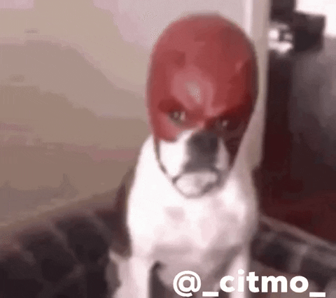 Daredevil Dog GIF by Citmo