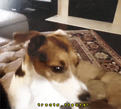 brendon urie puppies GIF