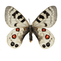 butterfly glas 2018 GIF by WAO