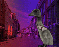 Duck Scooter GIF