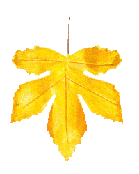 Fall Autumn Sticker by Beekwilder