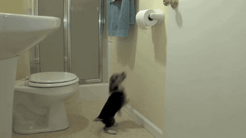 toilet paper dog GIF