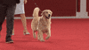 Golden Retriever Running GIF by American Kennel Club