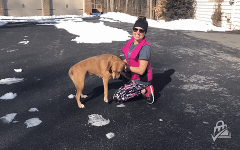 dog snow GIF