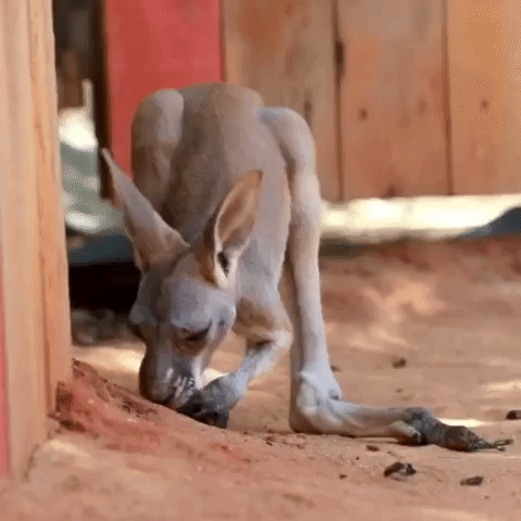Kangaroo Joey Pulls Disgusted Face After Swallowing Dirt