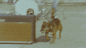 sub pop tennis GIF by Sub Pop Records