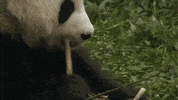 close up bamboo GIF by Neon Panda MX