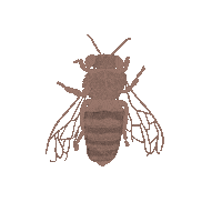 Illustration Bee Sticker