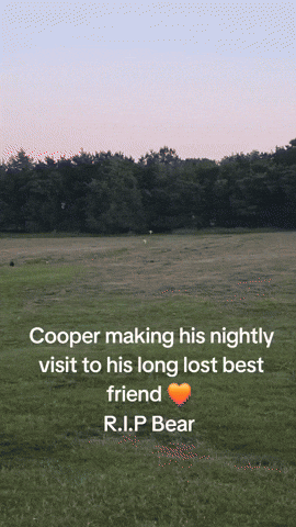 cuteanimalland giphyupload GIF