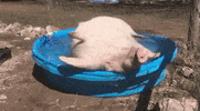 pool pig GIF