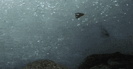 bear catching GIF