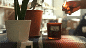 GIF by Adult Swim