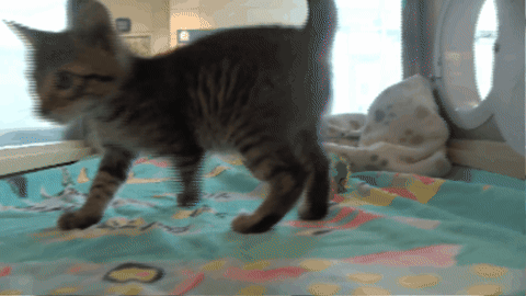 spencernews giphygifmaker GIF