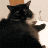 kitty my cat GIF by Maudit