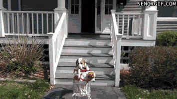 walk beagle GIF
