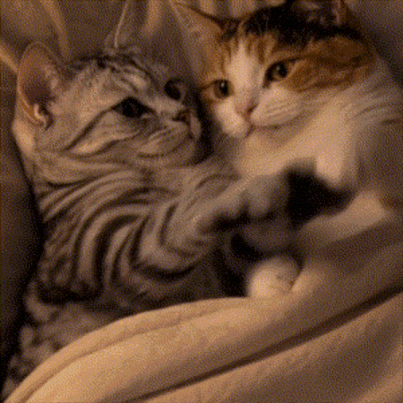 Good Night Love GIF