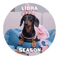 Zodiac Sign Dog Sticker by Sealed With A GIF