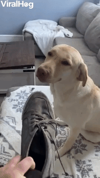 Rudee the Lab Has no Regrets About Chewing Shoe