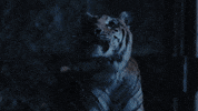 TheAvenue_Film school florida tiger tigers GIF