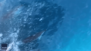 'The Jump Was So Damn High': Dolphin Breaches Towards Australian Deckhand