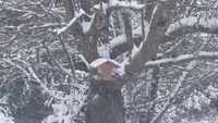 Birds Flock to Feeder as Nor'easter Brings Snow to Northern Pennsylvania