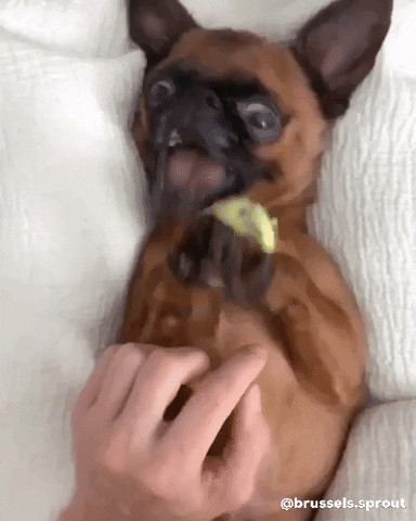 Oh No Help GIF by Brussels.Sprout