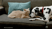 Season 8 Love GIF by One Chicago