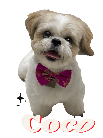Coco Dog Sticker